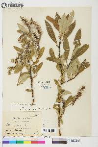 Salix alaxensis image