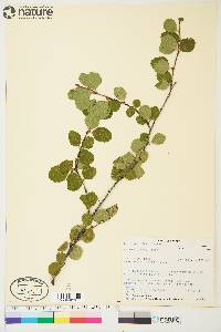 Betula glandulifera image