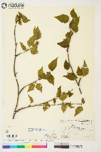 Betula papyrifera image