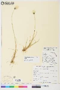 Eriophorum callitrix image