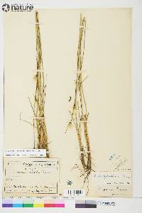 Eriophorum brachyantherum image