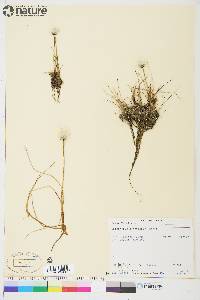 Eriophorum scheuchzeri image