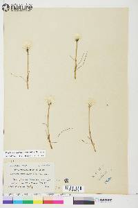 Eriophorum scheuchzeri image