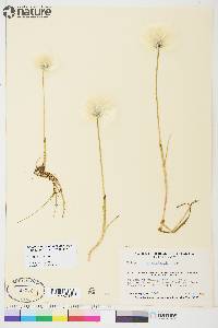 Eriophorum scheuchzeri image