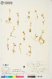 Claytonia bostockii image