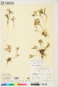 Claytonia tuberosa subsp. tuberosa image