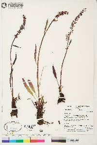 Rumex arcticus image