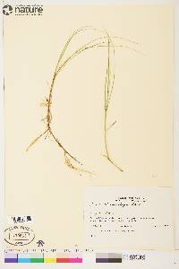 Carex chordorrhiza image