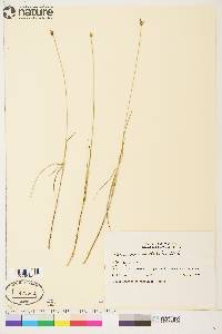 Carex chordorrhiza image