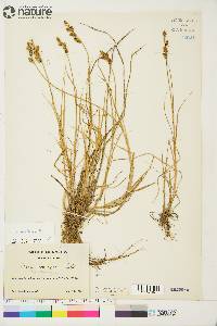 Carex mackenziei image