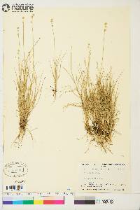 Carex loliacea image