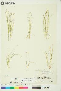 Carex leptalea subsp. leptalea image