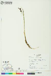 Carex membranacea image