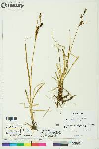 Carex membranacea image