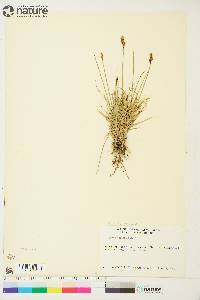 Carex phaeocephala image