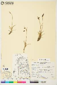 Carex rariflora image