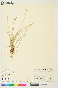 Carex praticola image