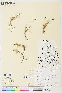 Carex rupestris image