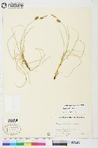 Carex rotundata image