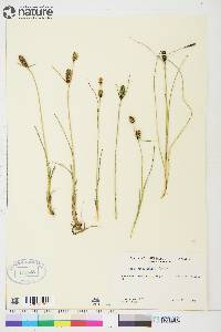 Carex rotundata image