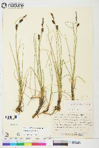 Carex rotundata image