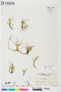 Carex rupestris image