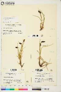 Carex saxatilis image