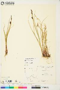 Carex saxatilis image