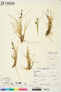 Carex saxatilis image