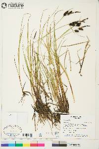 Carex saxatilis image