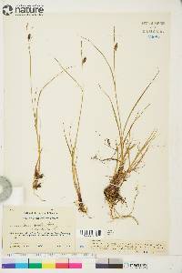 Carex saxatilis image