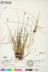 Carex scirpoidea subsp. scirpoidea image