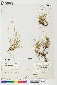 Carex scirpoidea image