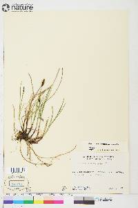 Carex scirpoidea subsp. scirpoidea image