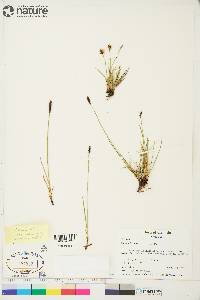 Carex scirpoidea image