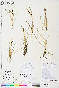 Carex subspathacea image