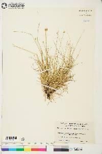 Carex tenuiflora image