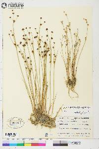 Juncus alpinoarticulatus subsp. americanus image