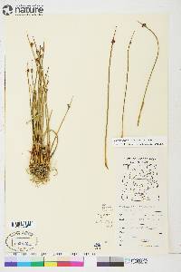 Juncus arcticus subsp. arcticus image