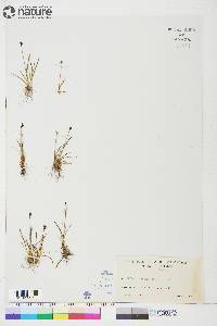 Juncus biglumis image