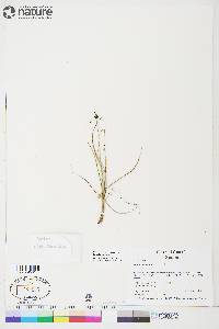 Juncus biglumis image