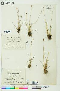 Juncus biglumis image