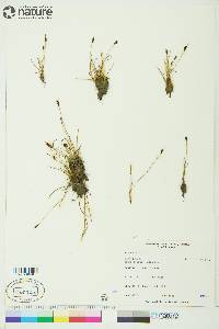 Juncus biglumis image