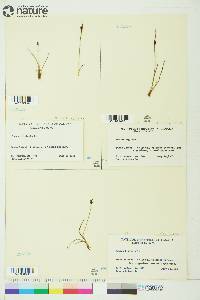 Juncus biglumis image