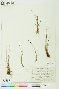 Juncus biglumis image