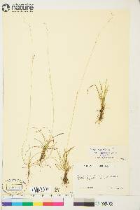 Carex capillaris image