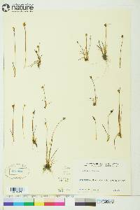 Juncus biglumis image