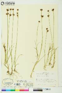 Juncus castaneus image