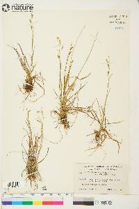 Carex capillaris image