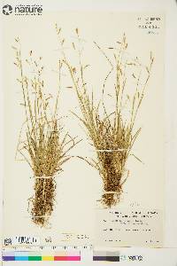 Carex capillaris image